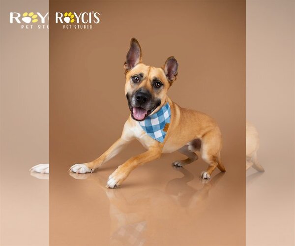 Medium Photo #2 German Shepherd Dog-Unknown Mix Puppy For Sale in Sandy, UT, USA