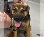 Small #1 Australian Kelpie Mix