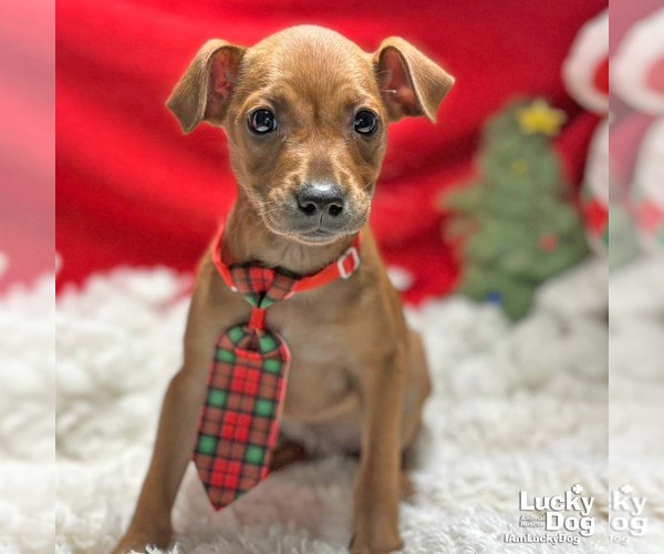 Medium Photo #3 Chihuahua-Unknown Mix Puppy For Sale in Washington, DC, USA