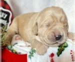 Small Photo #2 Golden Retriever Puppy For Sale in RICHMOND, TX, USA