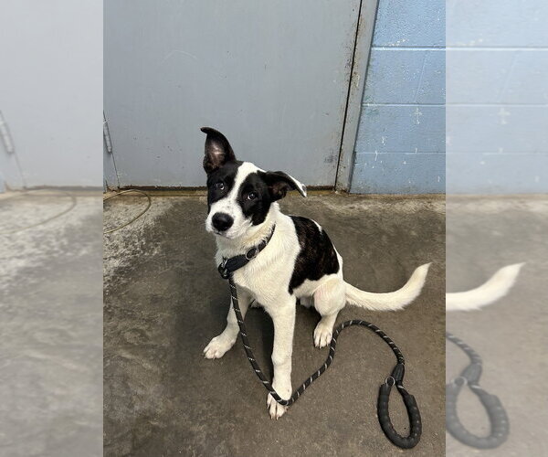 Medium Photo #1 Collie Puppy For Sale in Evansville, IN, USA