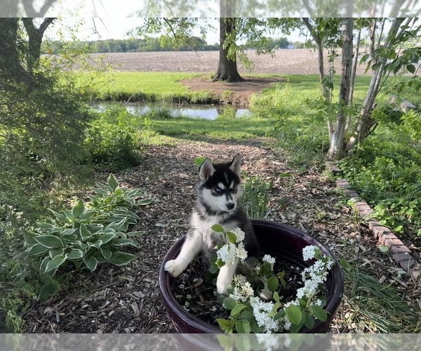 Medium Photo #1 Siberian Husky Puppy For Sale in ALTON, IL, USA