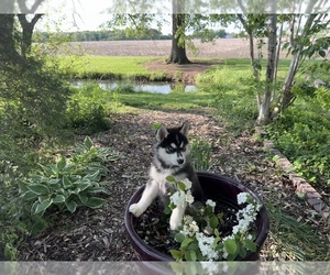 Medium Siberian Husky