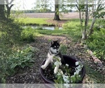 Puppy Diamond Siberian Husky