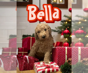 Poodle (Standard) Puppy for sale in SACRAMENTO, CA, USA