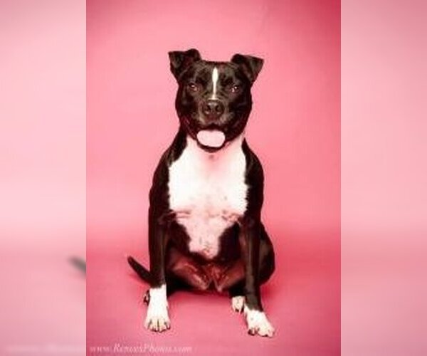 Medium Photo #2 American Pit Bull Terrier-Unknown Mix Puppy For Sale in Blacklick, OH, USA