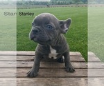 Small Photo #1 French Bulldog Puppy For Sale in GOSHEN, IN, USA