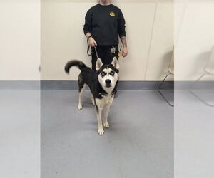 Siberian Husky Dogs for adoption in Louisville, KY, USA