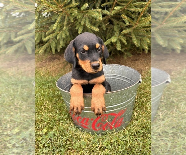 Medium Photo #4 Rottweiler Puppy For Sale in MIDDLEBURY, IN, USA