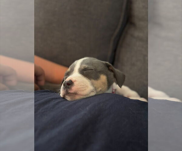 Medium Photo #6 American Staffordshire Terrier-Unknown Mix Puppy For Sale in Holly Springs, NC, USA