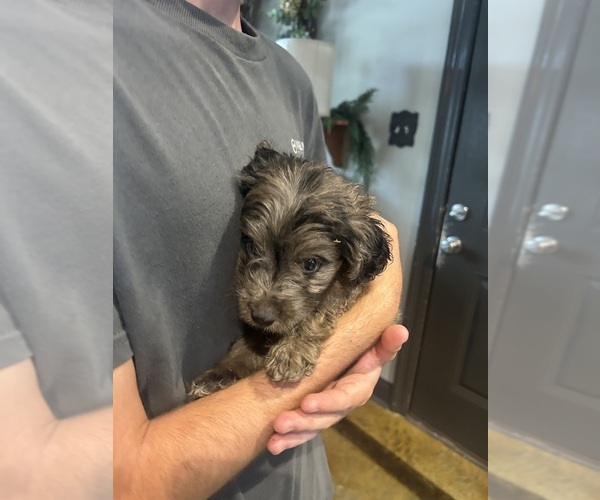 Medium Photo #2 F2 Aussiedoodle Puppy For Sale in BUSH, LA, USA