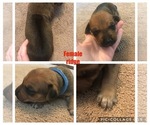 Small Photo #2 Rhodesian Ridgeback Puppy For Sale in LEFORS, TX, USA