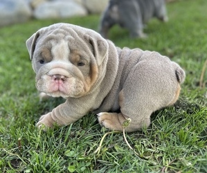 Bulldog Puppy for sale in BAYFIELD, CO, USA