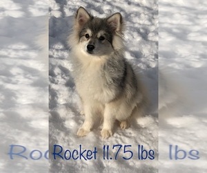 Pomsky Puppy for sale in SAVOY, MA, USA