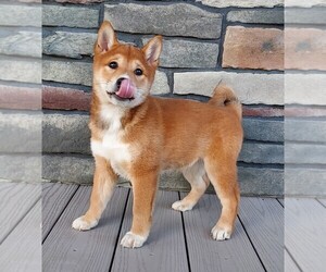 Shiba Inu Puppy for sale in FREDERICKSBURG, OH, USA