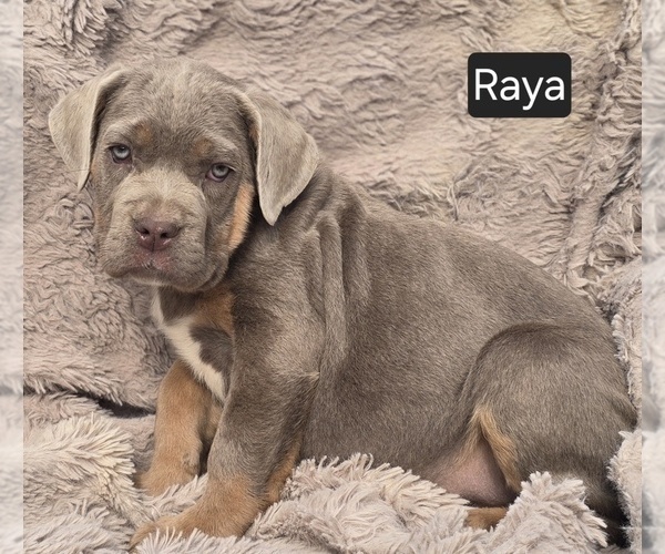 Medium Photo #1 Cane Corso Puppy For Sale in MINERAL WELLS, WV, USA