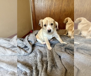 Lab-Pointer Puppy for sale in SPIRIT LAKE, IA, USA