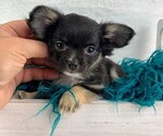 Puppy 4 Chihuahua