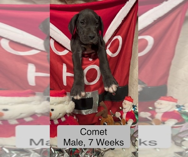 Medium Photo #1 Great Dane Puppy For Sale in WILLIS, TX, USA