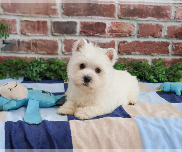 Medium Photo #3 West Highland White Terrier Puppy For Sale in SYRACUSE, IN, USA