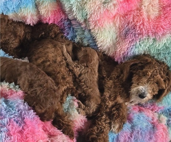 Medium Photo #1 Miniature Labradoodle Puppy For Sale in ROMULUS, MI, USA