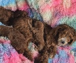 Small Photo #1 Miniature Labradoodle Puppy For Sale in ROMULUS, MI, USA
