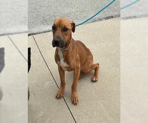 Mutt Dogs for adoption in Louisville, KY, USA