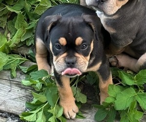 American French Bull Terrier Puppy for sale in PAW PAW, MI, USA