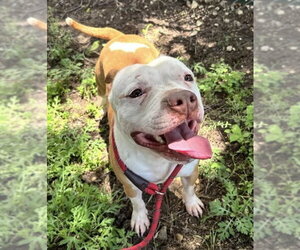 Mutt Dogs for adoption in Hillsboro, NH, USA