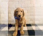 Small Photo #1 Goldendoodle Puppy For Sale in GR BLANC, MI, USA