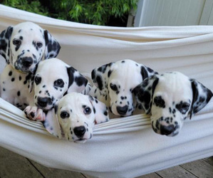 Dalmatian Puppy for Sale in CARPINTERIA, California USA