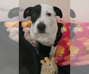 American Staffordshire Terrier-Unknown Mix Dogs for adoption in Dana Point, CA, USA