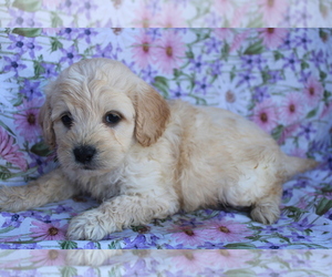 Aussiedoodle Miniature  Puppy for sale in BLOOMINGTON, IN, USA