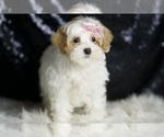 Small #3 Maltipoo
