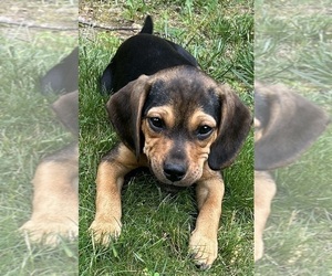 Puggle Puppy for sale in ELKTON, VA, USA