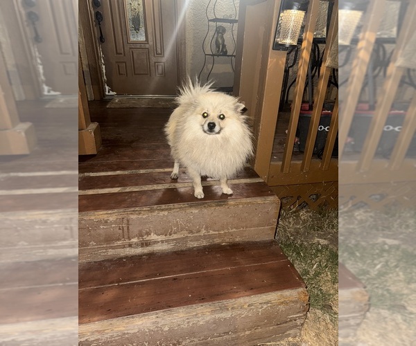 Medium Photo #1 Pomeranian Puppy For Sale in SACRAMENTO, CA, USA