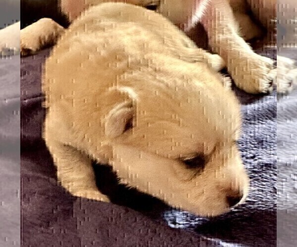 Medium Photo #156 Pomsky Puppy For Sale in LOVELAND, CO, USA