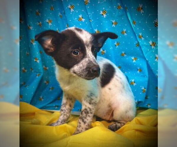 Medium Photo #3 Mutt Puppy For Sale in Pleasanton, TX, USA