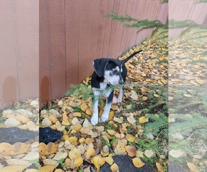 Marsha - Female Beagle-Staffordshire Bull Terrier Mix Dog for Adoption - Photo #2