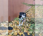 Small Photo #2 Beagle-Staffordshire Bull Terrier Mix Puppy For Sale in Anchorage, AK, USA