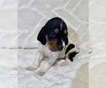 Small #1 Black and Tan Coonhound-Bluetick Coonhound Mix