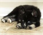 Small Photo #9 Pomsky Puppy For Sale in SEBRING, FL, USA