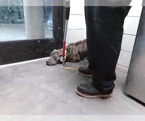 Mutt Dogs for adoption in Tulsa, OK, USA