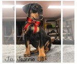 Small Photo #5 Doberman Pinscher Puppy For Sale in SAINT LOUIS, MO, USA