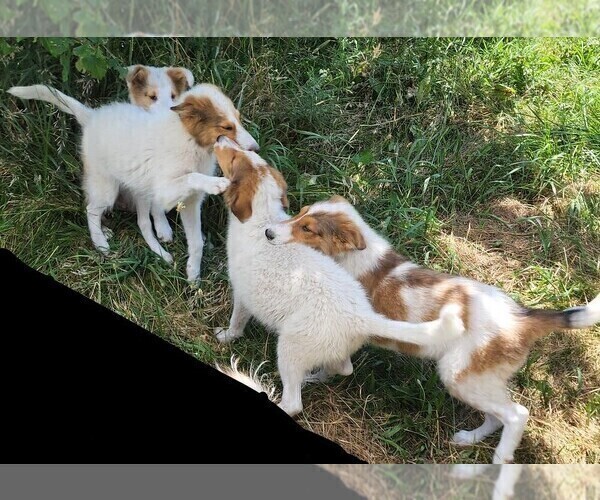 Medium Photo #2 Australian Shepherd-Collie Mix Puppy For Sale in ALLERTON, IA, USA