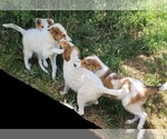Small Photo #2 Australian Shepherd-Collie Mix Puppy For Sale in ALLERTON, IA, USA