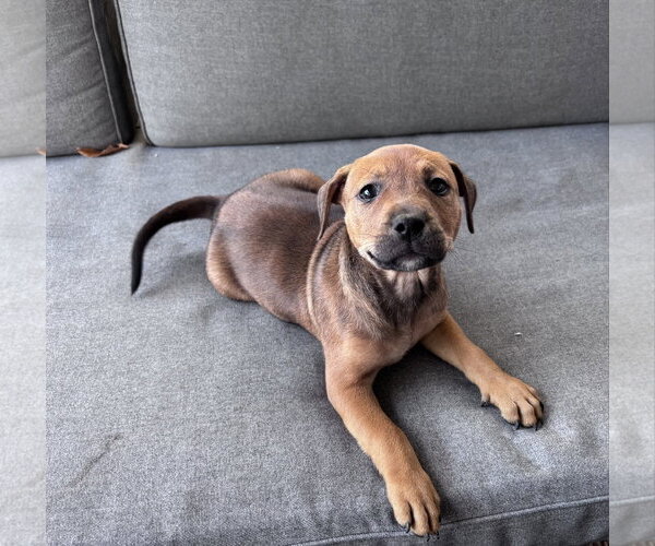 Medium Photo #2 Mutt Puppy For Sale in Hillsboro, MO, USA
