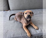 Small Photo #2 Mutt Puppy For Sale in Hillsboro, MO, USA