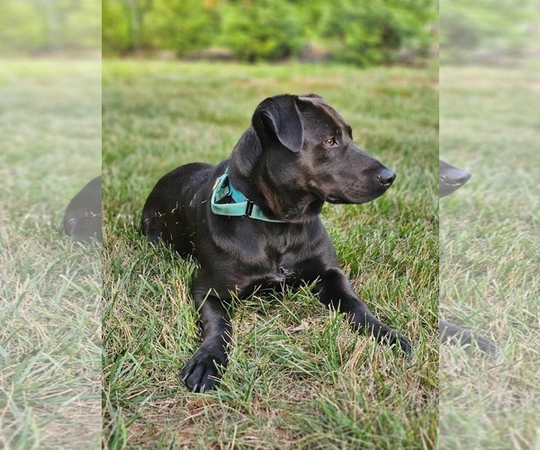 Medium Photo #3 Labrador Retriever-Unknown Mix Puppy For Sale in Rustburg, VA, USA
