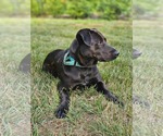 Small #2 Labrador Retriever Mix
